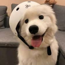 ประเสริฐ ศรณี avatar